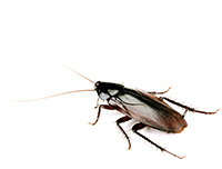 Cockroach