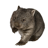 Wombat