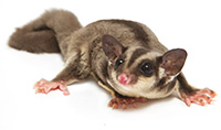 Sugar glider