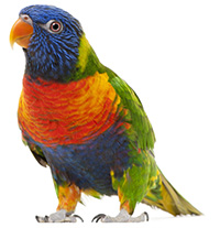 Rainbow Lorikeet