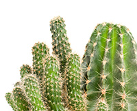 Cacti