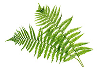 Ferns